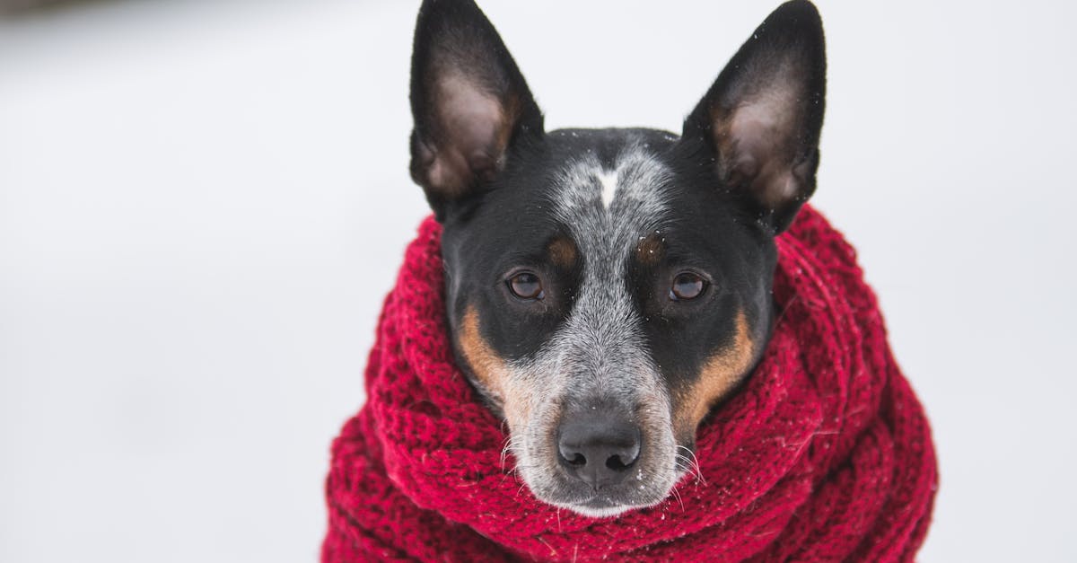 10 Key Features of Modern Screw Chillers