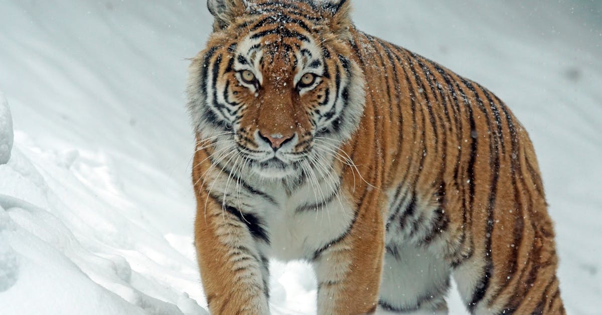 The History of Seasonal Chiller Maintenance Practices